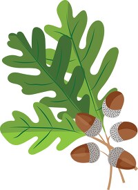oak tree leaves with acorns clipart