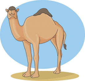 one humped dromedary camel