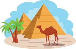 one humped dromiary camel stands in front of pyramids-egypt-clip