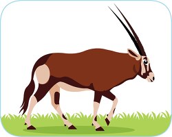 oryx large antelope shows long horns large markings clipart