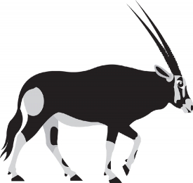 oryx large antelope shows long horns large markings gray color c