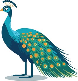 peacock shows off colorful tail feathers clip art