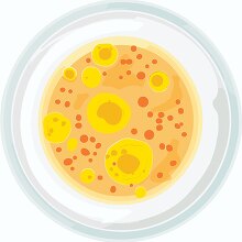 petri dish yellow cells under a microscope