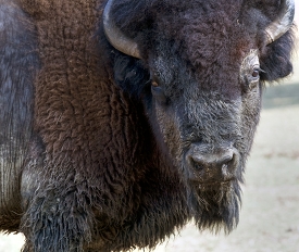  American bisons face closeup