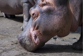  hippopotamus at zoo side view