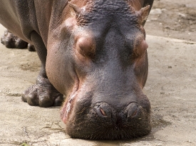  hippopotamus front view closeup