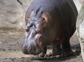  hippopotamus in mud closeup