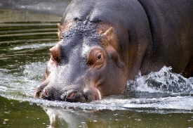  hippopotamus splasihing in water