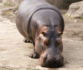  hippopotamus standing on stumpy legs
