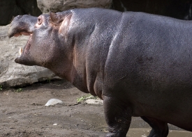  hippopotamus with open mouth