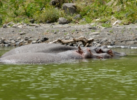  Pod of Hippopotamus near shore Lake Naivasha Africa