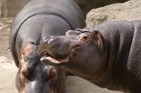  two hippopotamus at zoo