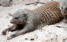 a banded mongoose stretches in the sane singapore zoo