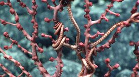 A brittle star hangs out in a bubblegum coral