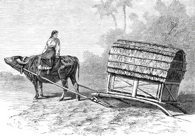 A buffalo drawn cart used for transportation