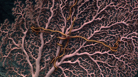 A commensal brittle star on a deep-sea pink coral at Salmon Bank
