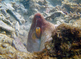 A day octopus peeks out of the reef at Midway Atoll