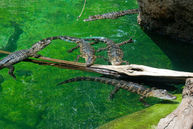 a group of alligators swimming