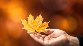 a hand holding a maple leaf bokeh background