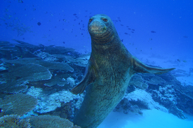 A Hawaiian monk seal swims close to diver