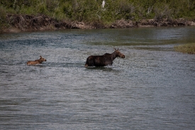 a mother moose and her calf in river