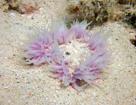 A stationary anemone rests in a sandy patch of the reef at Lisia