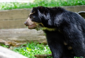 adult andean bear side view