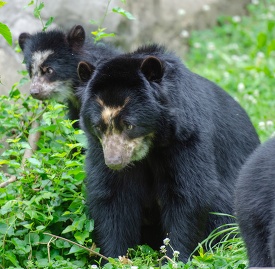 adult andean bear with cub