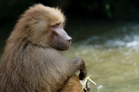 adult baboon sits near water and holds food in hand