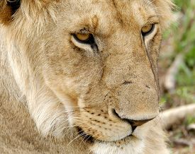 adult female lion closeup kenya africa picture