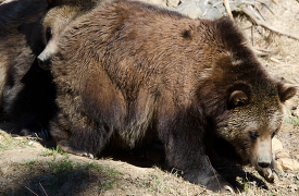 adult grizzly bear lays in dirt
