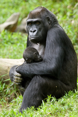 Adult Lowland Gorilla holding a baby in its arms