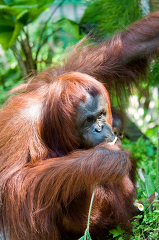 adult orangutan in borneo eating food