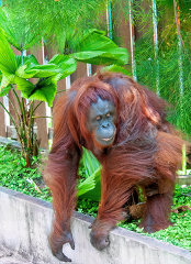 adult orangutan stands in vegetation borneo