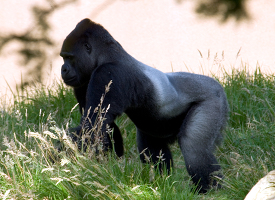 adult western lowland gorilla 072