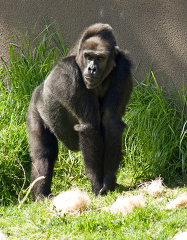 adult western lowland gorilla 088