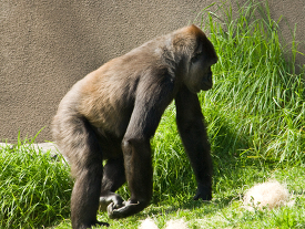 adult western lowland gorilla 094