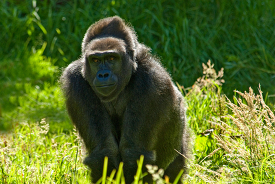 adult western lowland gorilla 104