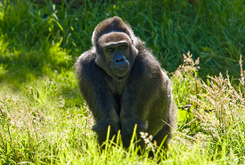 adult western lowland gorilla 106