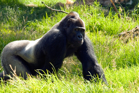 adult western lowland gorilla 173