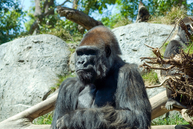 adult western lowland gorilla 193