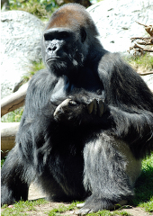 adult western lowland gorilla