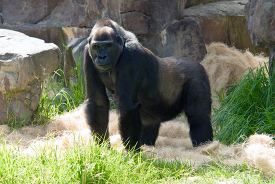 adult western lowland gorilla at a zoo