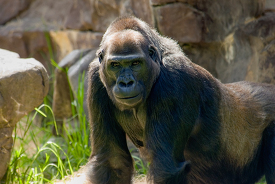 adult western lowland gorilla closeup