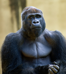 adult western lowland gorilla front view
