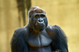 adult western lowland gorilla front view closeup