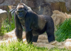 adult western lowland gorilla on all fours