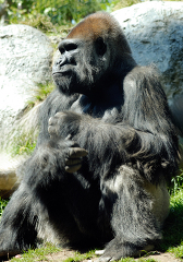 adult western lowland gorilla rsts against rocks