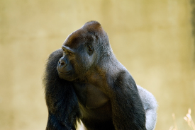adult western lowland gorilla show crest on head