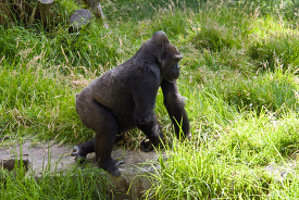 adult western lowland gorilla walking in vegetation